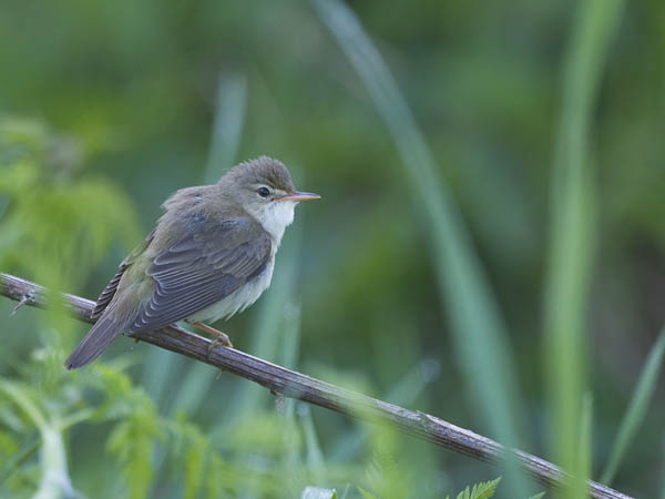 Luhtakerttunen, Marsh Warbler, Acrocephalus palustris
