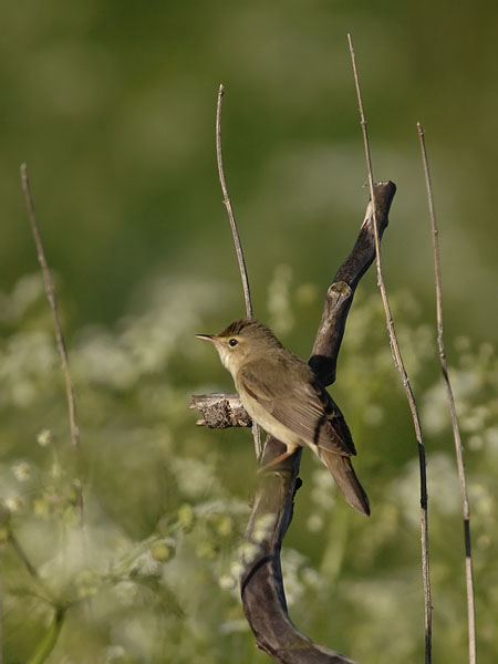 Luhtakerttunen, Marsh Warbler, Acrocephalus palustris