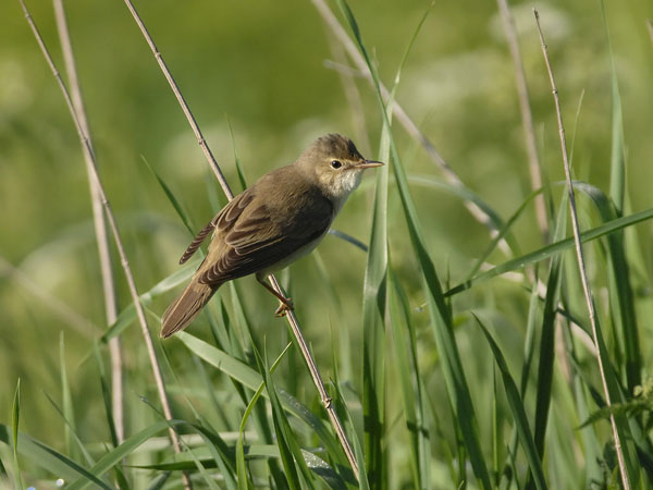 Luhtakerttunen, Marsh Warbler, Acrocephalus palustris
