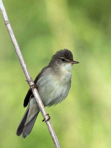 Luhtakerttunen, Marsh Warbler, Acrocephalus palustris