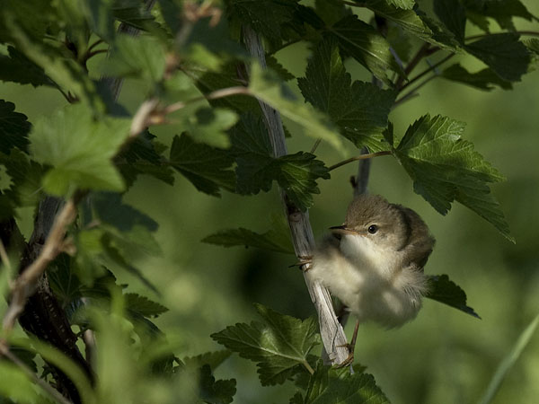 Luhtakerttunen, Marsh Warbler, Acrocephalus palustris