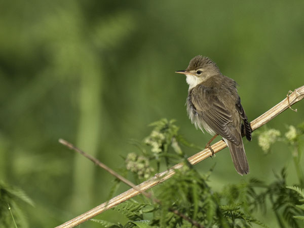 Luhtakerttunen, Marsh Warbler, Acrocephalus palustris