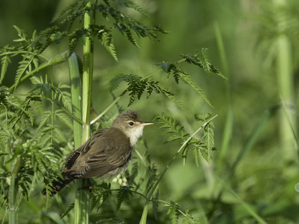 Luhtakerttunen, Marsh Warbler, Acrocephalus palustris
