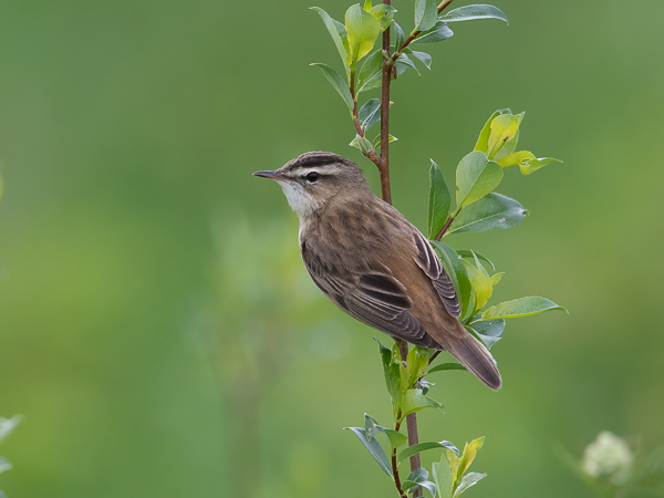 Ruokokerttunen, Sedge Warbler, Acrocephalus schoenobaenus