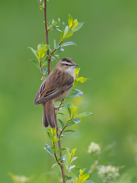 Ruokokerttunen, Sedge Warbler, Acrocephalus schoenobaenus