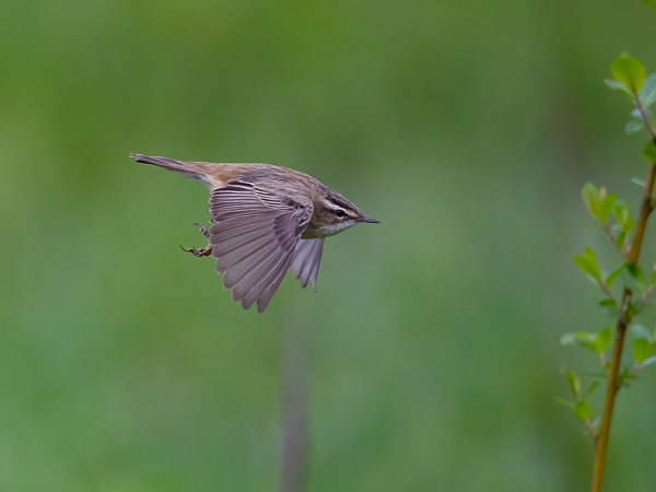 Ruokokerttunen, Sedge Warbler, Acrocephalus schoenobaenus
