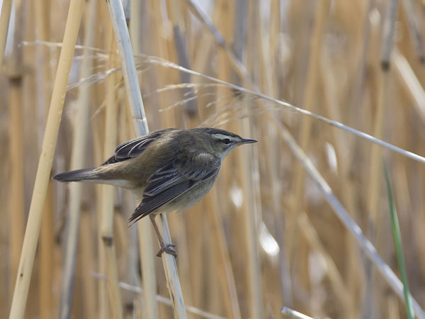 Ruokokerttunen, Sedge Warbler, Acrocephalus schoenobaenus