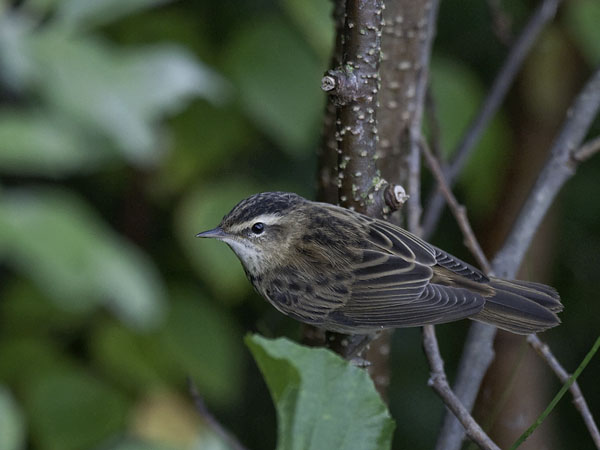 Ruokokerttunen, Sedge Warbler, Acrocephalus schoenobaenus