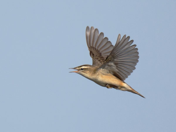 Ruokokerttunen, Sedge Warbler, Acrocephalus schoenobaenus