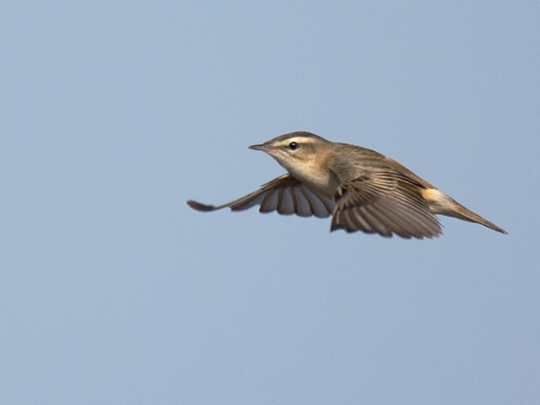 Ruokokerttunen, Sedge Warbler, Acrocephalus schoenobaenus
