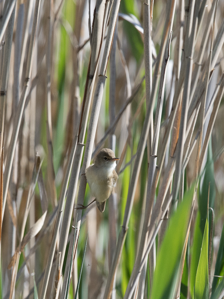 Rytikerttunen, European Reed Warbler, Acrocephalus scirpaceus