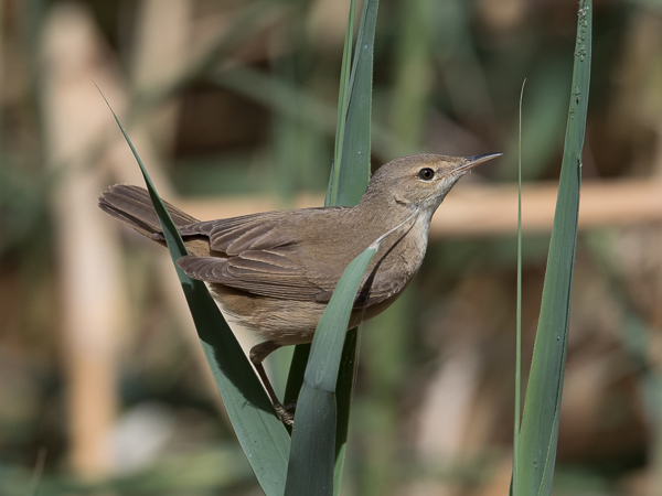 Rytikerttunen, European Reed Warbler, Acrocephalus scirpaceus