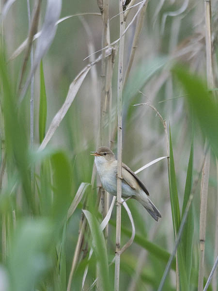 Rytikerttunen, European Reed Warbler, Acrocephalus scirpaceus