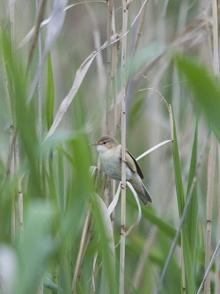 Rytikerttunen, European Reed Warbler, Acrocephalus scirpaceus