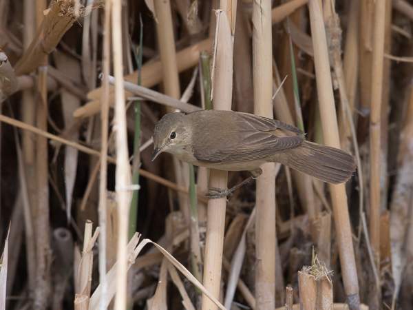 Rytikerttunen, European Reed Warbler, Acrocephalus scirpaceus