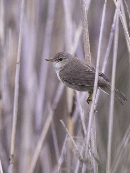 Rytikerttunen, European Reed Warbler, Acrocephalus scirpaceus