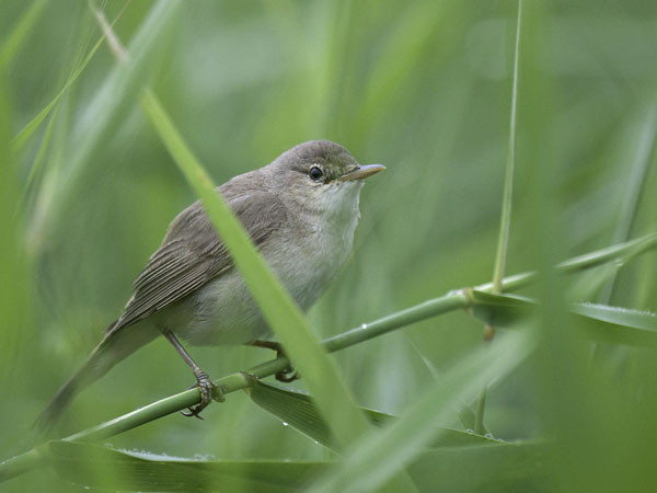 Rytikerttunen, European Reed Warbler, Acrocephalus scirpaceus