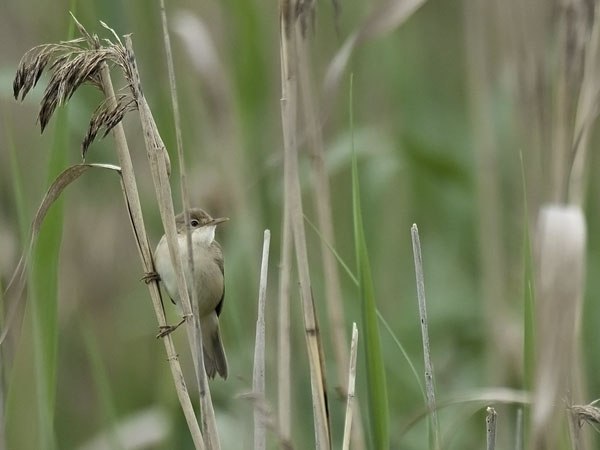 Rytikerttunen, European Reed Warbler, Acrocephalus scirpaceus