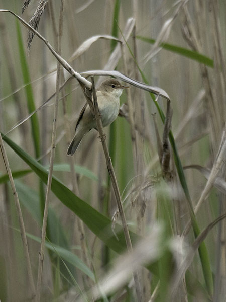 Rytikerttunen, European Reed Warbler, Acrocephalus scirpaceus