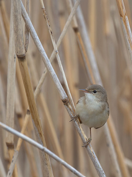 Rytikerttunen, European Reed Warbler, Acrocephalus scirpaceus