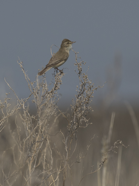 Pikkukultarinta, Booted Warbler, Hippolais caligata