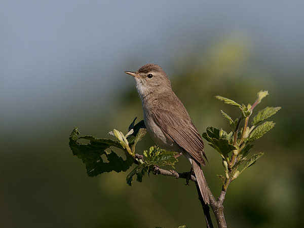 Pikkukultarinta, Booted Warbler, Hippolais caligata