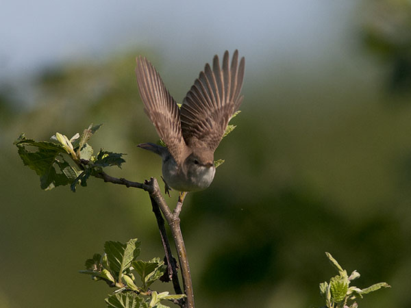 Pikkukultarinta, Booted Warbler, Hippolais caligata