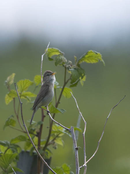 Pikkukultarinta, Booted Warbler, Hippolais caligata