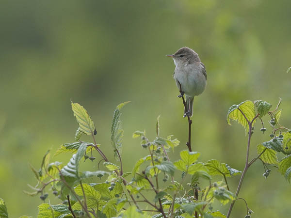 Pikkukultarinta, Booted Warbler, Hippolais caligata