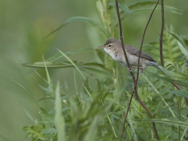 Pikkukultarinta, Booted Warbler, Hippolais caligata