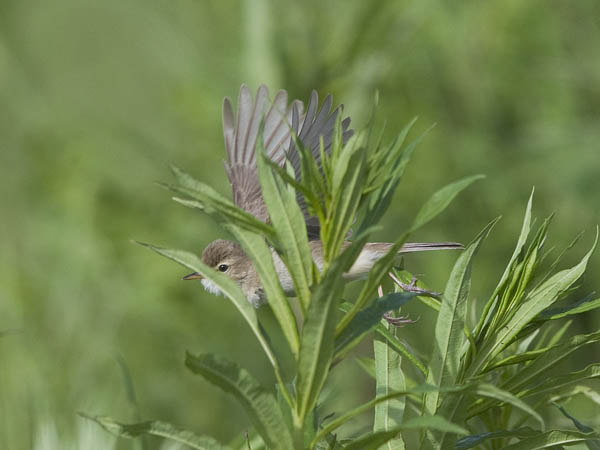 Pikkukultarinta, Booted Warbler, Hippolais caligata