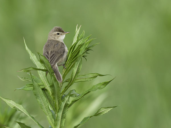 Pikkukultarinta, Booted Warbler, Hippolais caligata