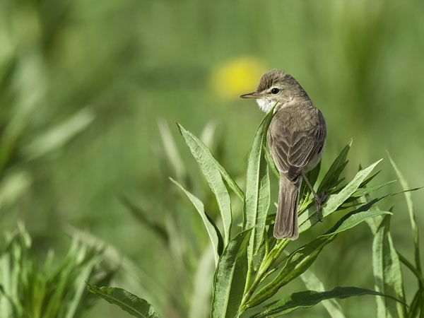 Pikkukultarinta, Booted Warbler, Hippolais caligata