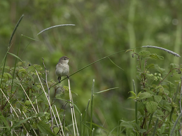 Pikkukultarinta, Booted Warbler, Hippolais caligata