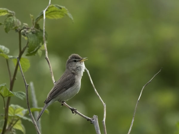 Pikkukultarinta, Booted Warbler, Hippolais caligata