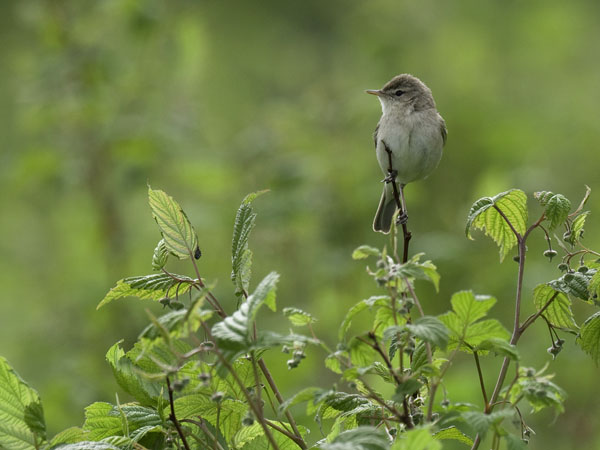 Pikkukultarinta, Booted Warbler, Hippolais caligata