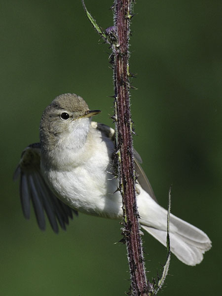 Pikkukultarinta, Booted Warbler, Hippolais caligata
