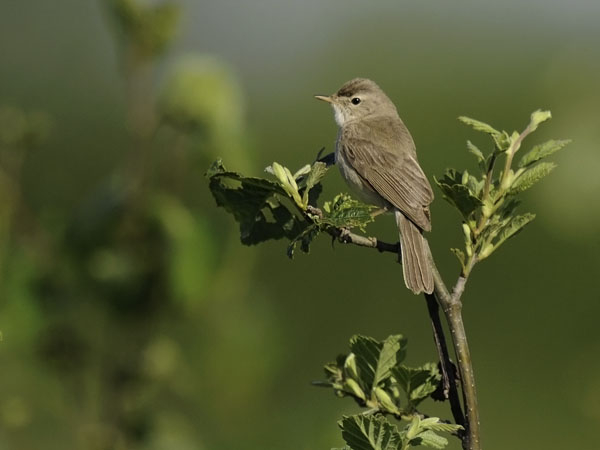 Pikkukultarinta, Booted Warbler, Hippolais caligata