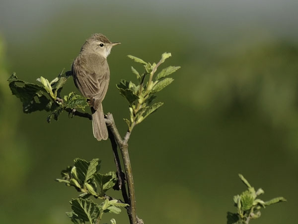 Pikkukultarinta, Booted Warbler, Hippolais caligata