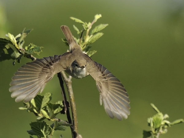 Pikkukultarinta, Booted Warbler, Hippolais caligata