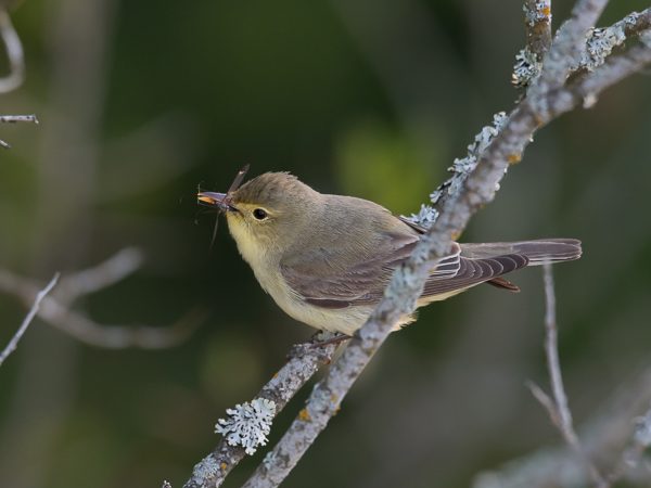 Kultarinta, Icterine Warbler, Hippolais icterina
