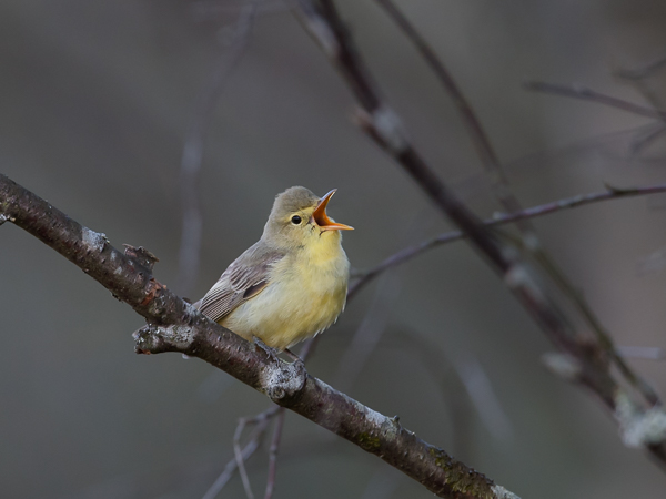 Kultarinta, Icterine Warbler, Hippolais icterina