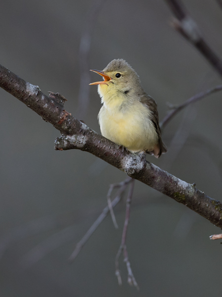 Kultarinta, Icterine Warbler, Hippolais icterina