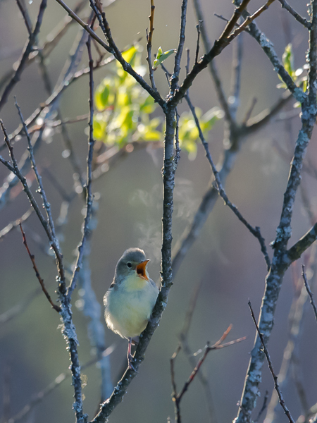 Kultarinta, Icterine Warbler, Hippolais icterina