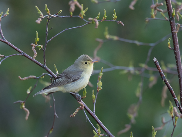 Kultarinta, Icterine Warbler, Hippolais icterina