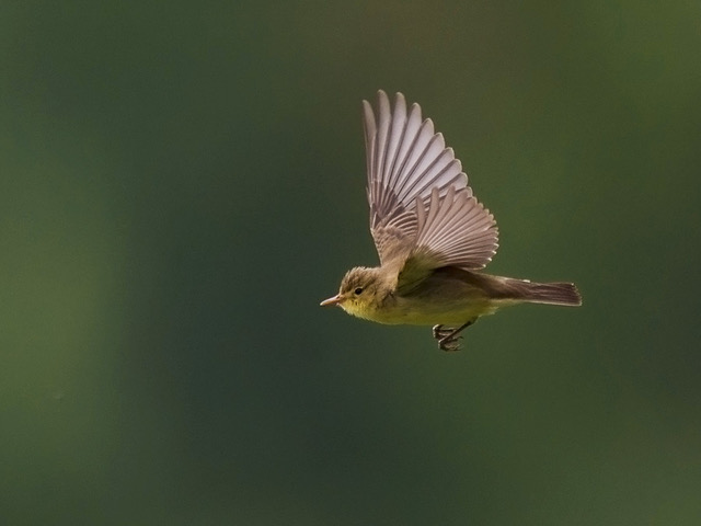 Kultarinta, Icterine Warbler, Hippolais icterina