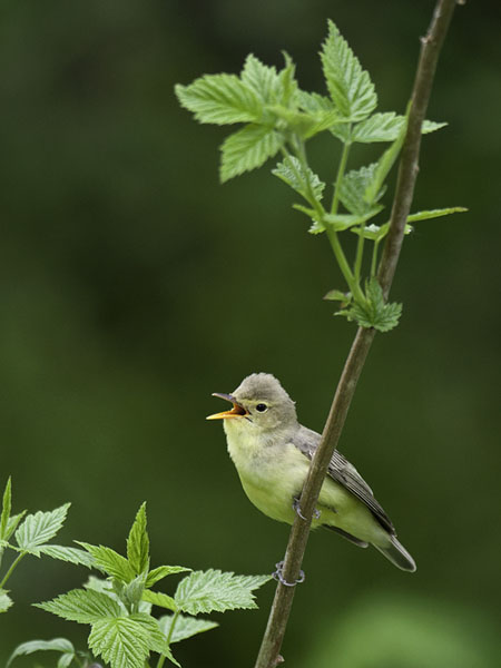 Kultarinta, Icterine Warbler, Hippolais icterina