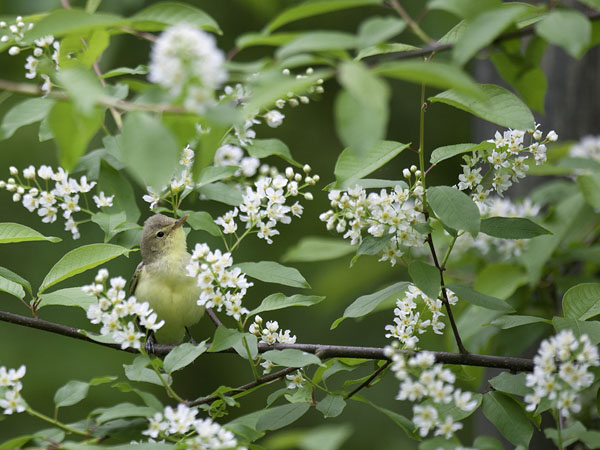 Kultarinta, Icterine Warbler, Hippolais icterina
