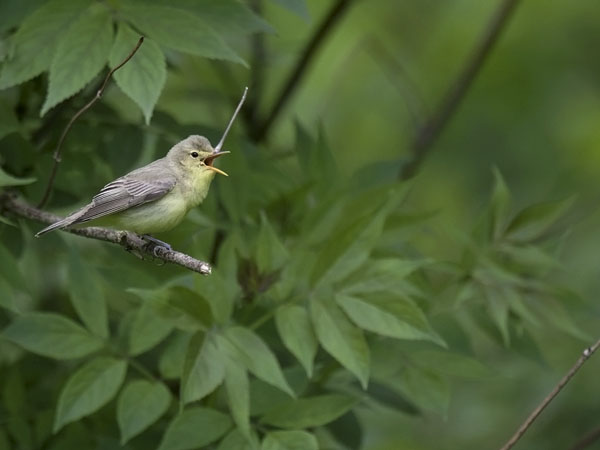 Kultarinta, Icterine Warbler, Hippolais icterina