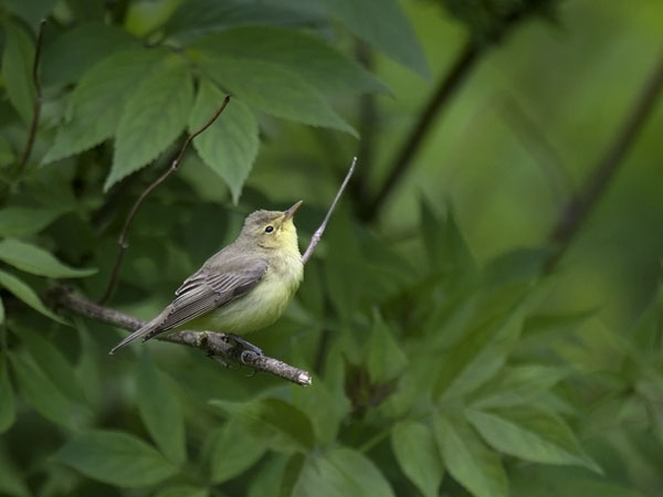 Kultarinta, Icterine Warbler, Hippolais icterina